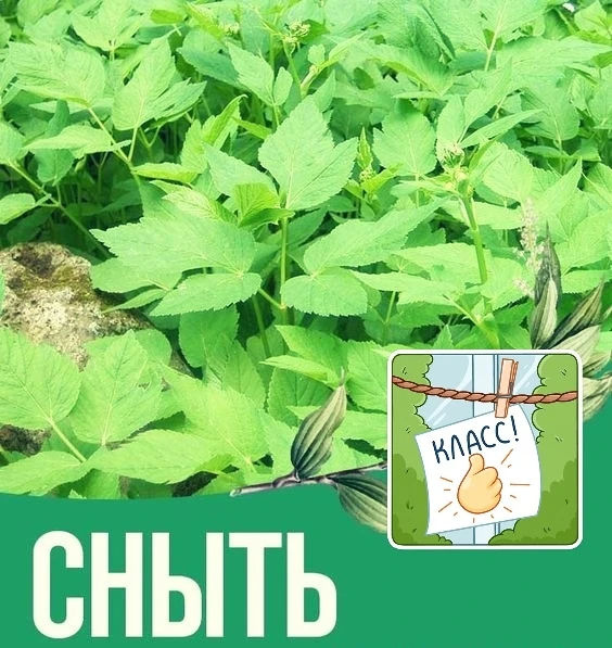 Как применять СНЫТЬ в наилучшем виде – то есть в виде пищи.