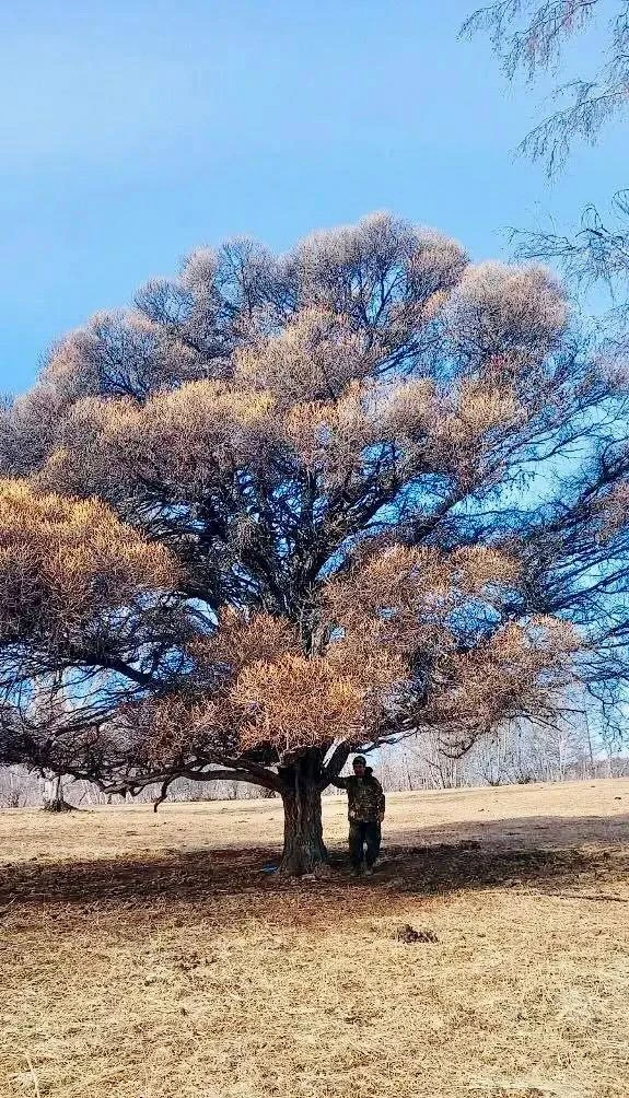 🌳 Бурятская лиственница-долгожитель борется за звание «дерева года»  На конкурс представлено 78 зелё
