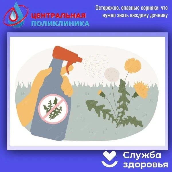 🌿 Осторожно, опасные сорняки: что нужно знать каждому дачнику