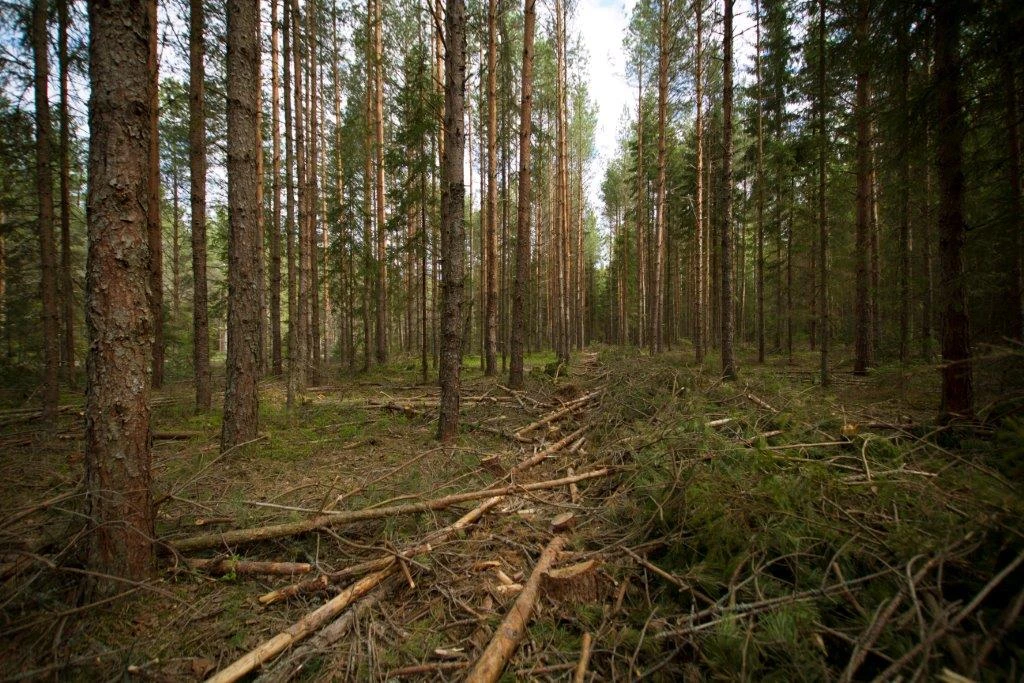 🌲 Проходные рубки: забота о здоровье леса в Каменске‑Уральском 🌲