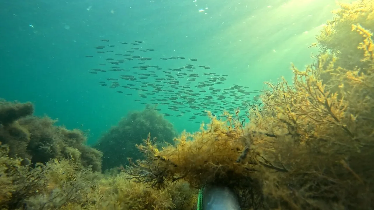 Подводный мир этого лета Чёрного моря у берегов Анапы и Большого Утриша 🐟🐬🐠🐡🐙🐚