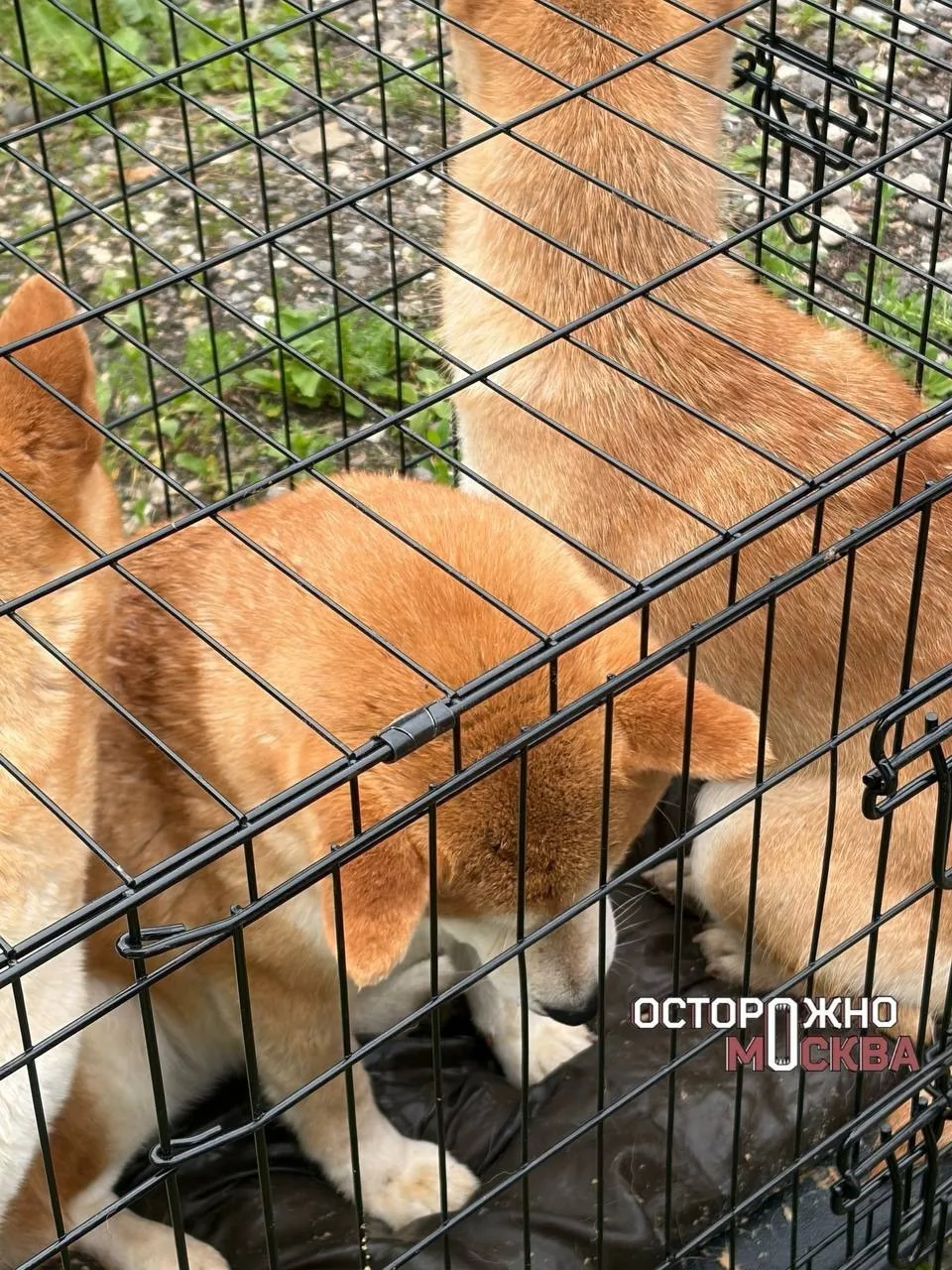 «Каждый раз собак становится больше»: волонтеры заявили о десятках животных в тяжелых у...