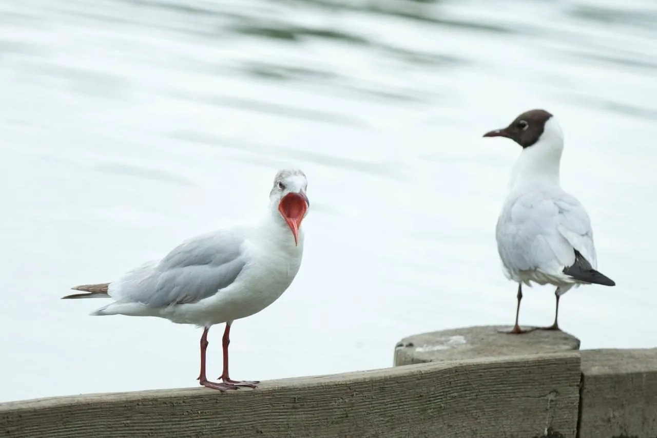 🐦 В Царицыно посчитали пернатых обитателей