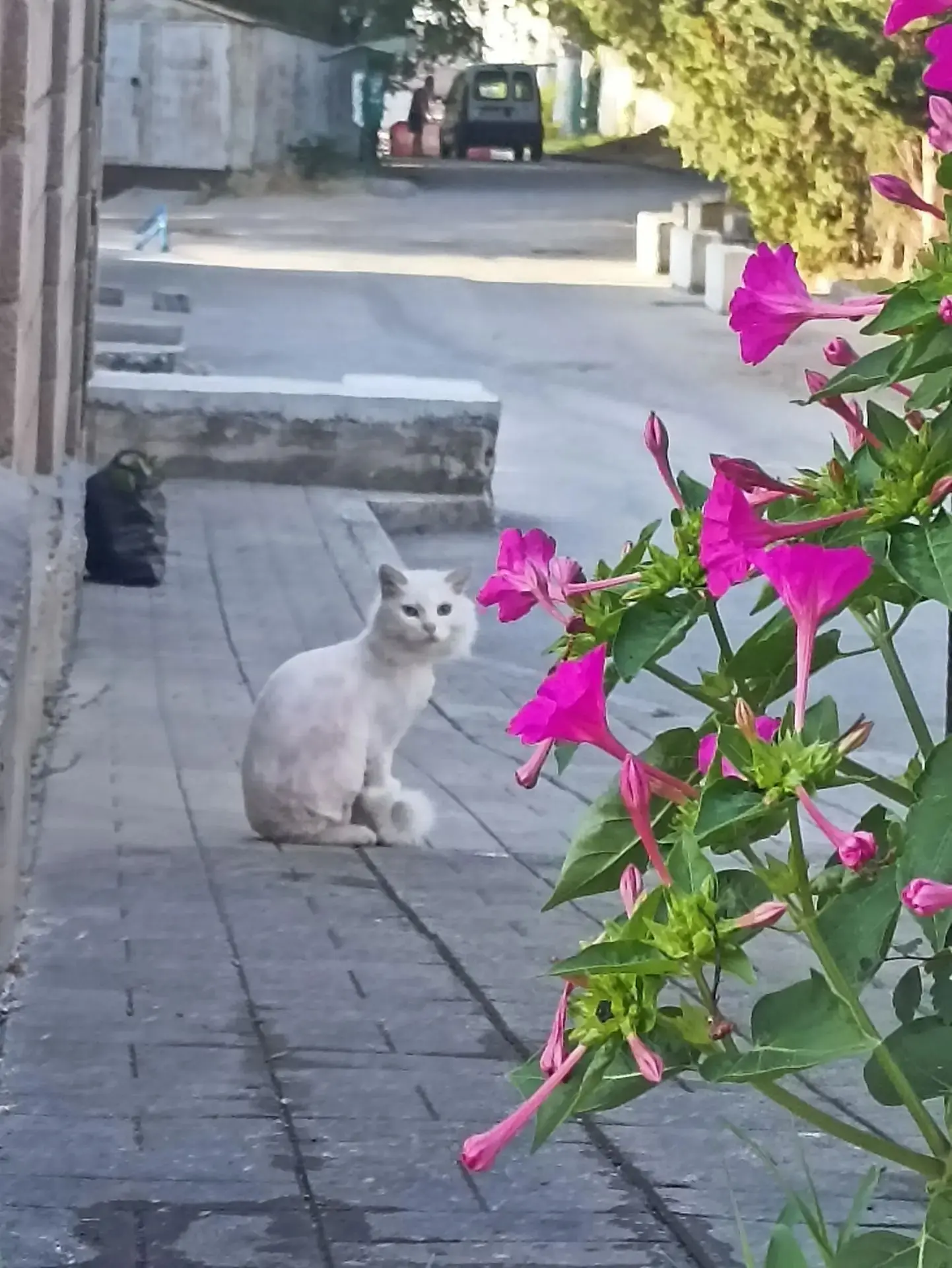 Принчипесса