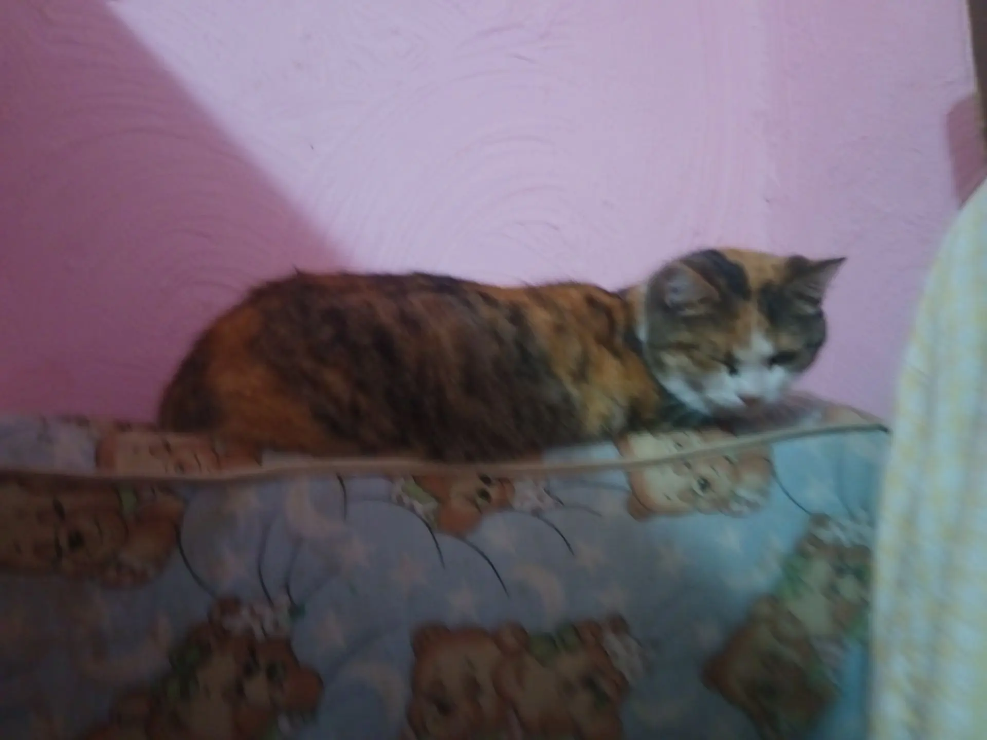 На фото Муся, черепаха Наташа,два брата Миша и Слава, котёнок черныш и морская свинка Л...