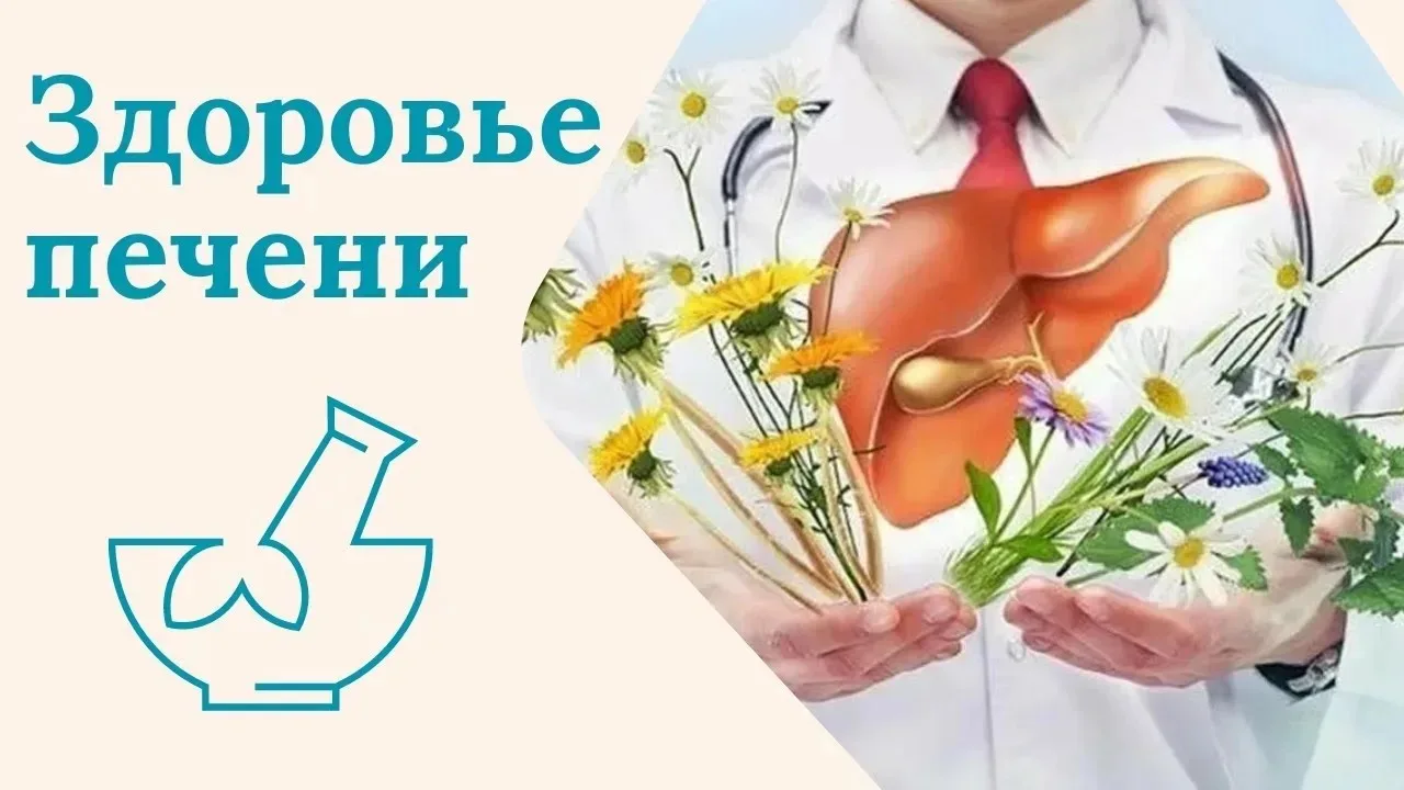 Самые частые вопросы про печень
Печень – орган, которому посвящено значительное количество вопросов 