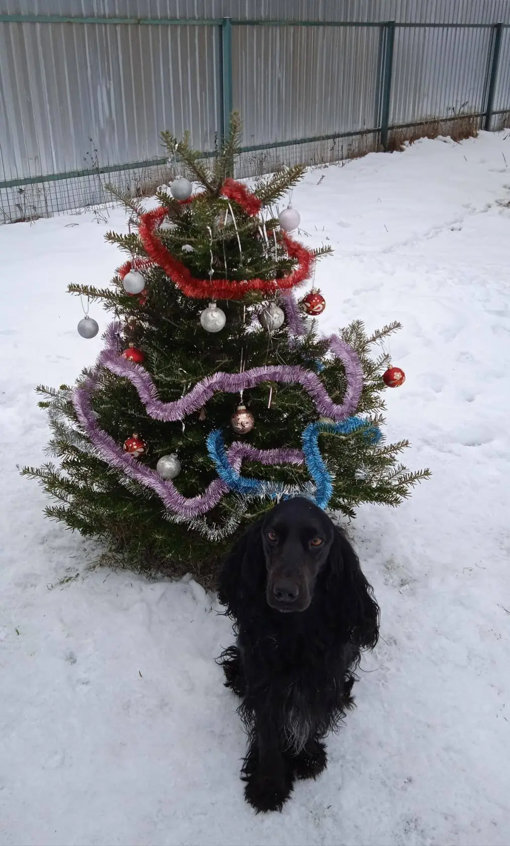 Сегодня, 2 июля, отмечается Всемирный день собак!🐶 
Русский спаниель — замечательный выбор. Это одн