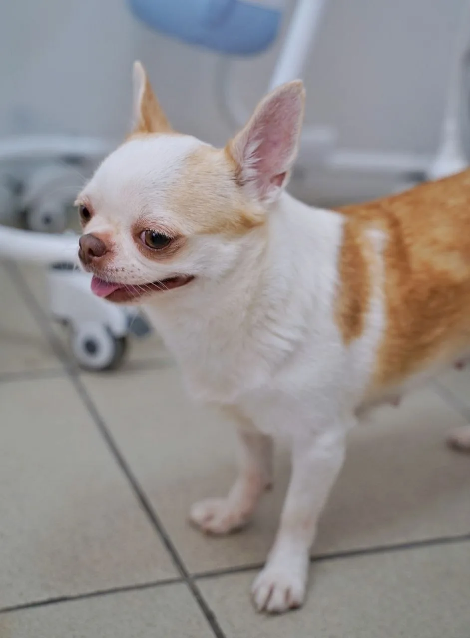 Ищет дом активная и позитивная Сойка из Домика Мелкашей! 🐦🐕  Москва и МО  Привет! Я — Сойка, и мне 3