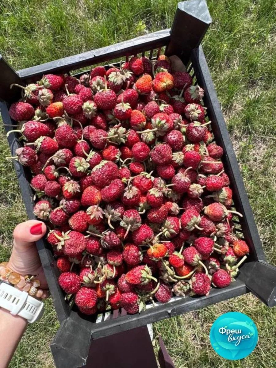 🍓 А что, если на 1 сентября подарить учителю не букет, а ящик свежей ягоды?