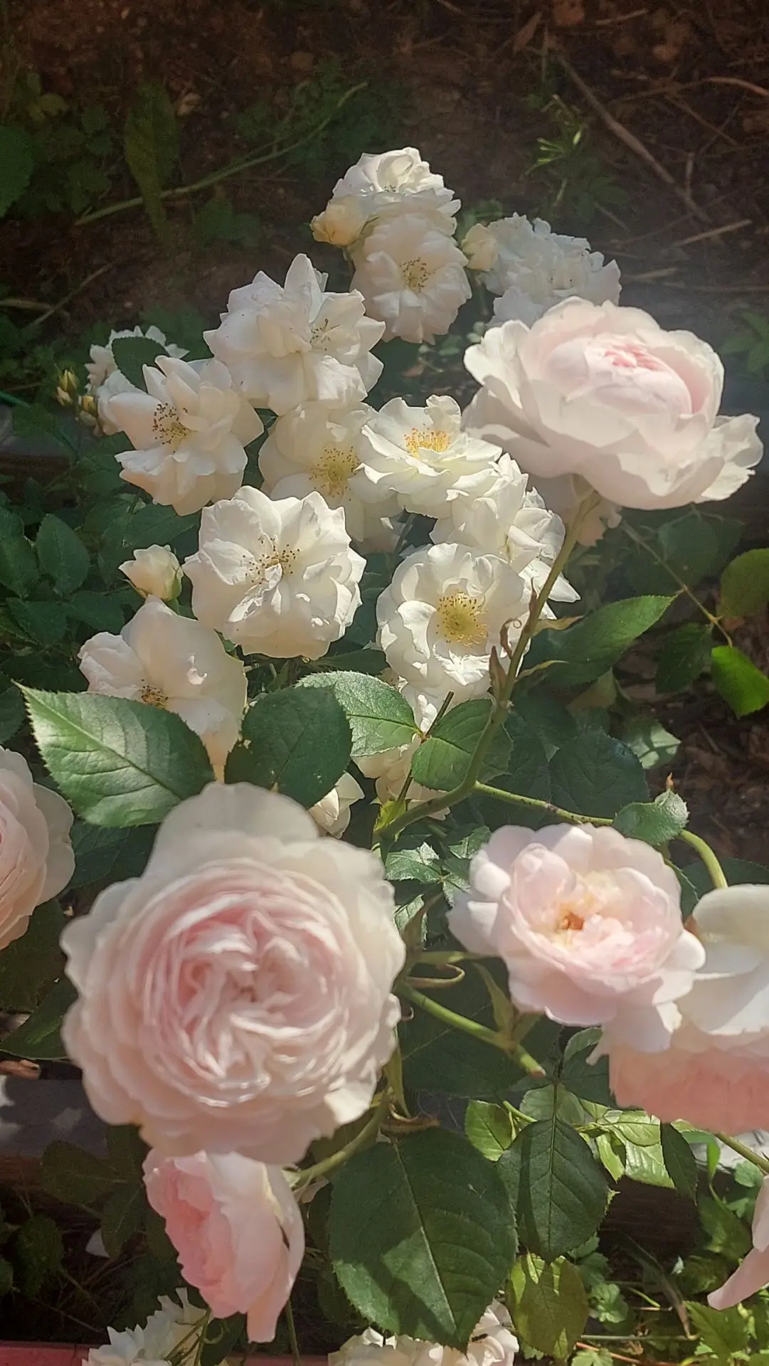 Нежного вечера вам ❤️🌹