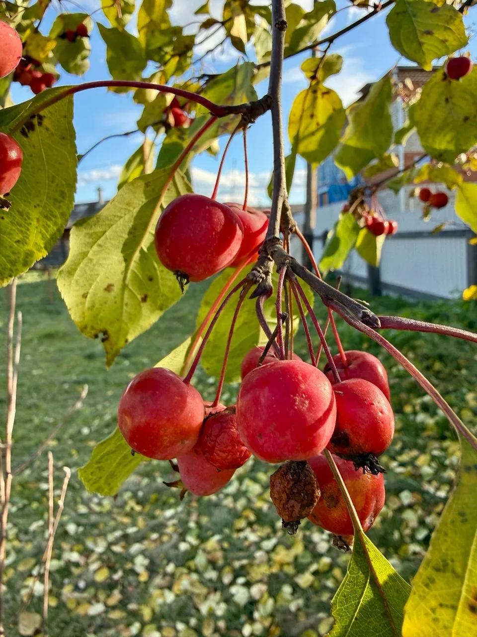 Доброе утро, дорогие друзья! 🍂