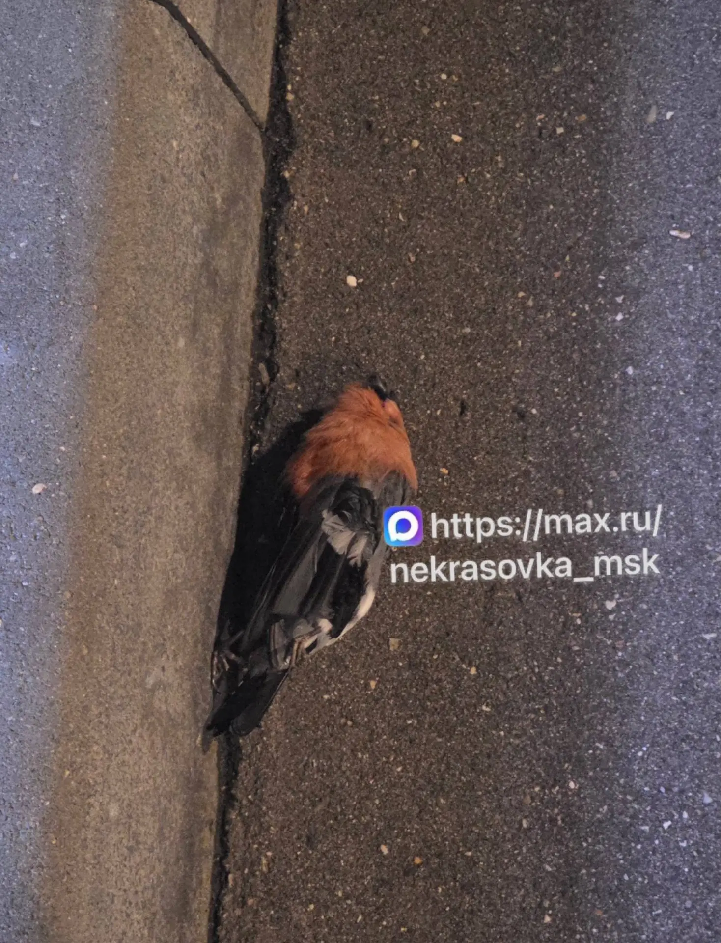 Здравствуйте. Лавриненко 2 около Ozon лежит очередная мёртвая птица
