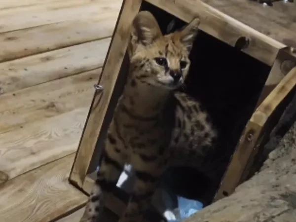 🐈 В Ростовской зоопарк привезли сервала из зоосада Ленинградской области