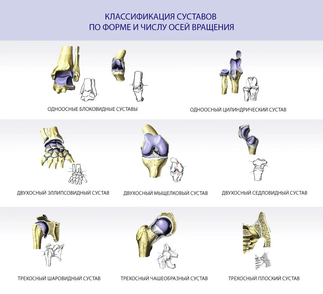 ⭐ Суставы и оси движения