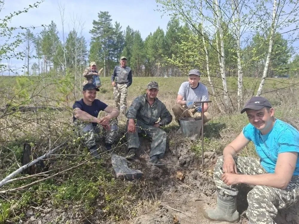 На лесокультурной площади вблизи д. Борки, сотрудники лесничества проводят посадки лесных культур се