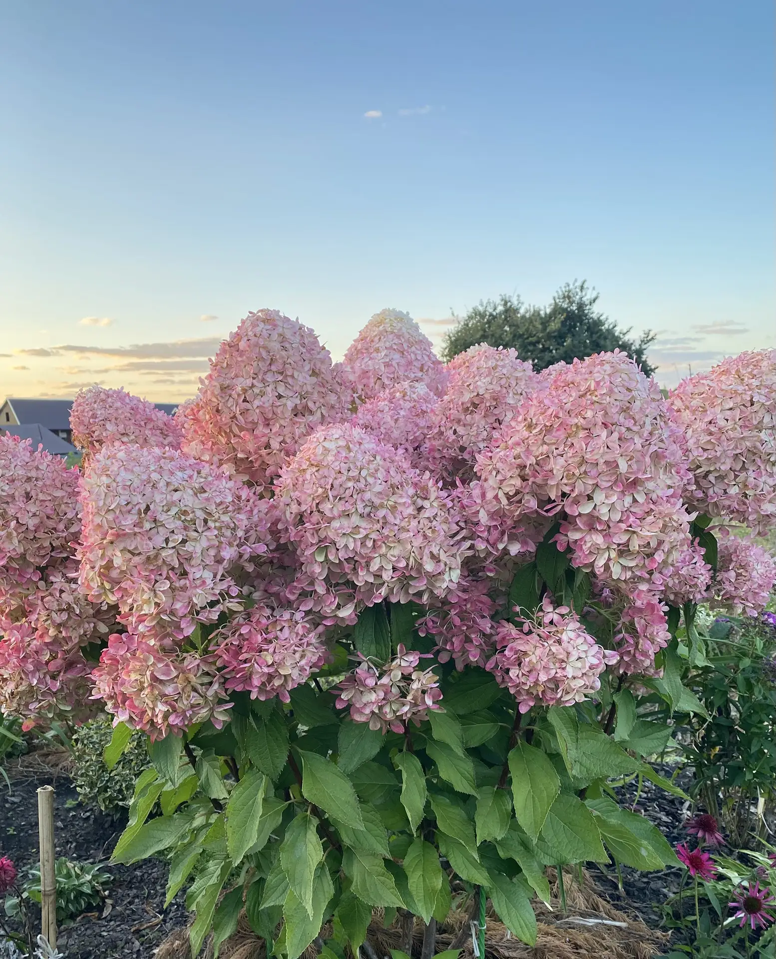 👑 В конце августа метельчатая гортензия «Роял Флауэр» (Royal Flower) полностью оправды...