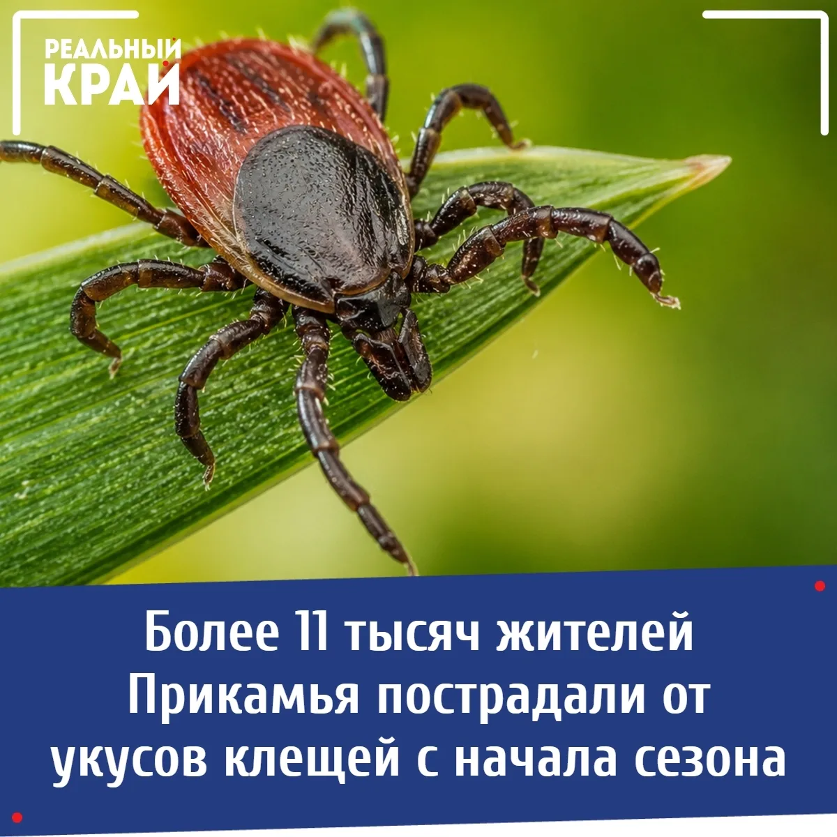 Более 11 тысяч жителей Прикамья пострадали от укусов клещей с начала сезона 
⠀ 
 
В Пермском крае пр