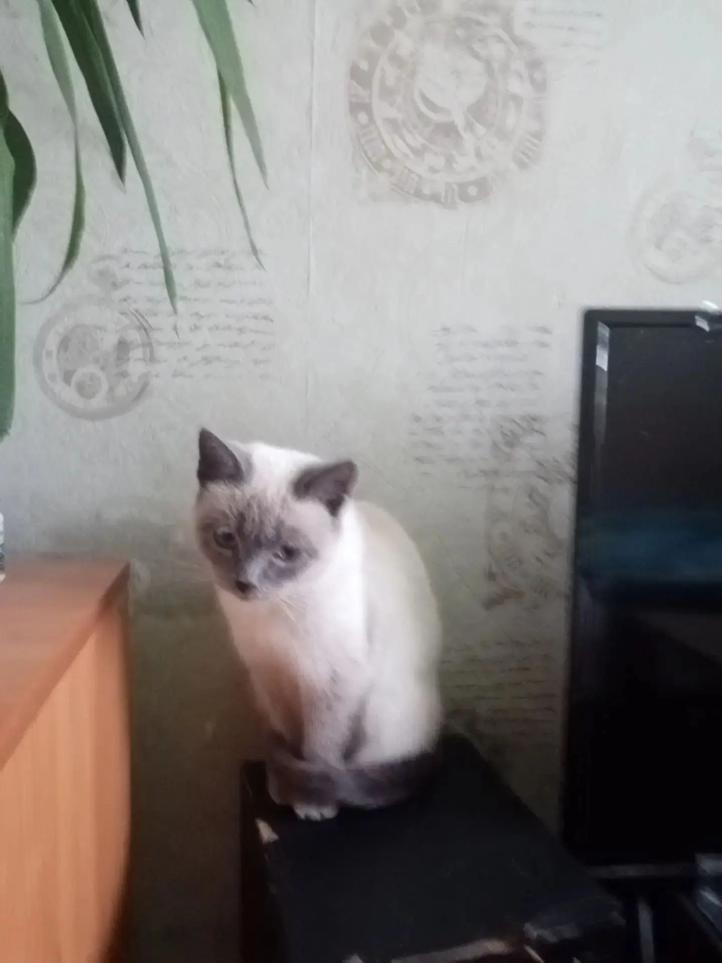 🐈 Сима в поисках дома, примерный возраст 1 год