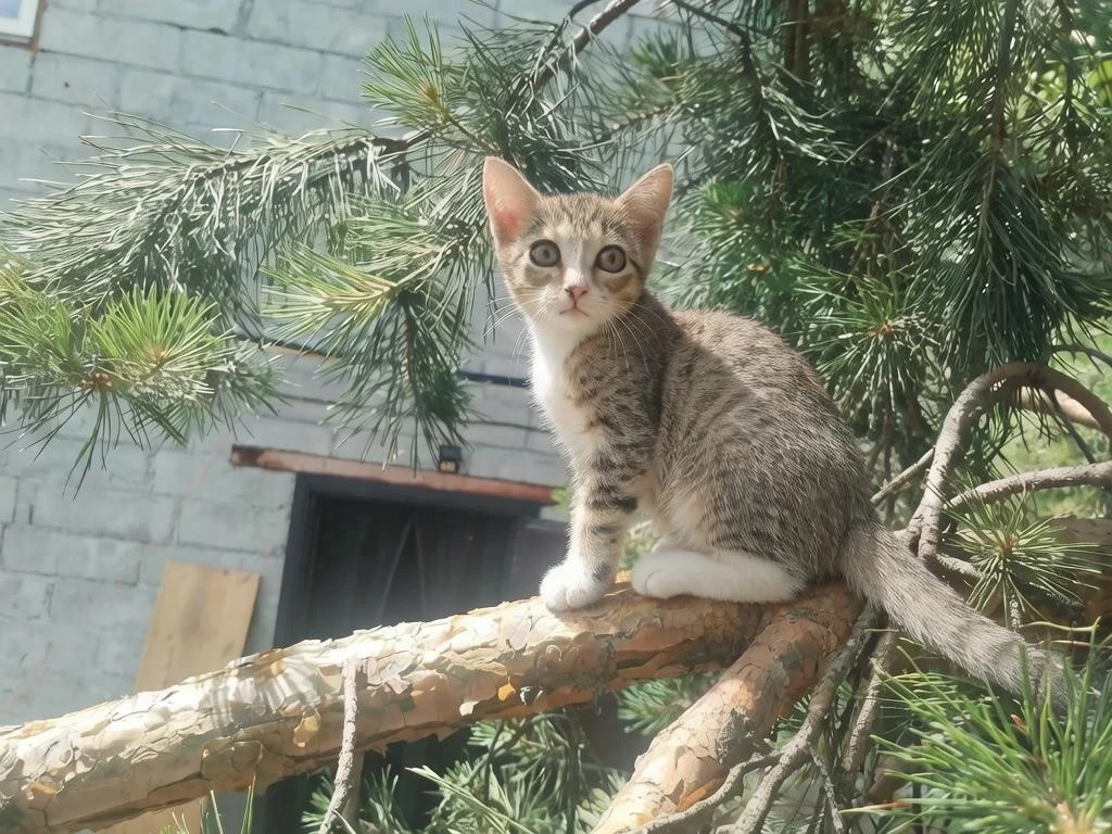 ❗Котята ищут дом❗
Две очаровательные девочки. Им примерно 3 мес. Ласковые, контактные. Очень смышлен