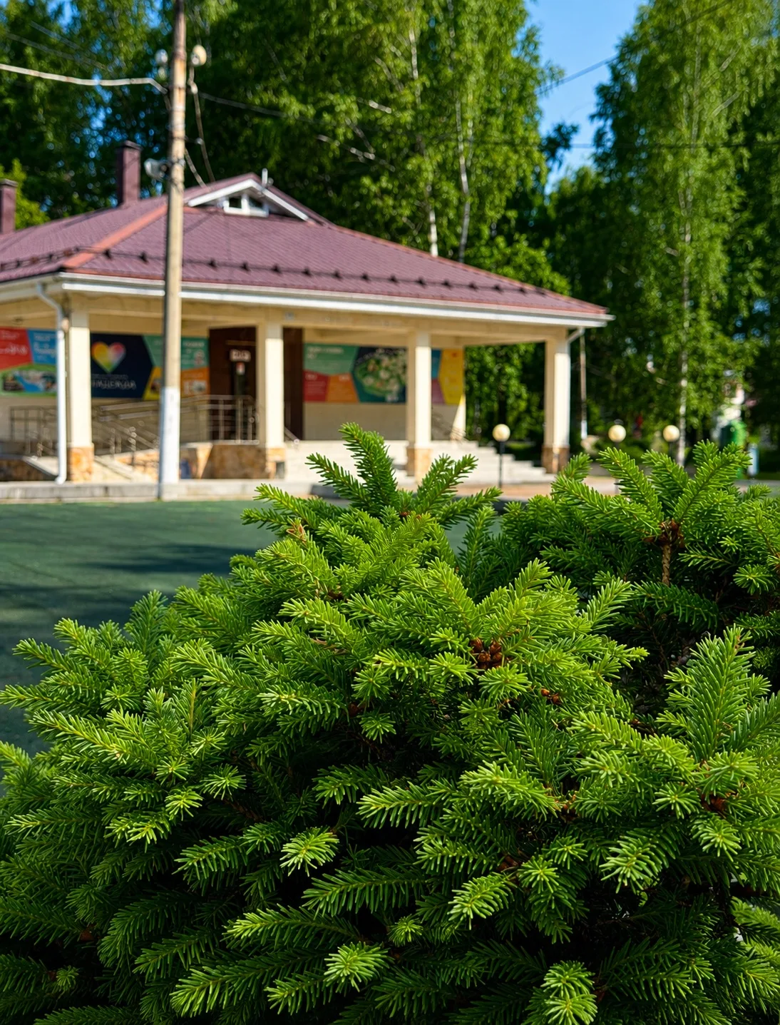 🌿 На Хрустальной мы выращиваем больше, чем растения — мы создаём пространство для жизни.

Берёзы, л