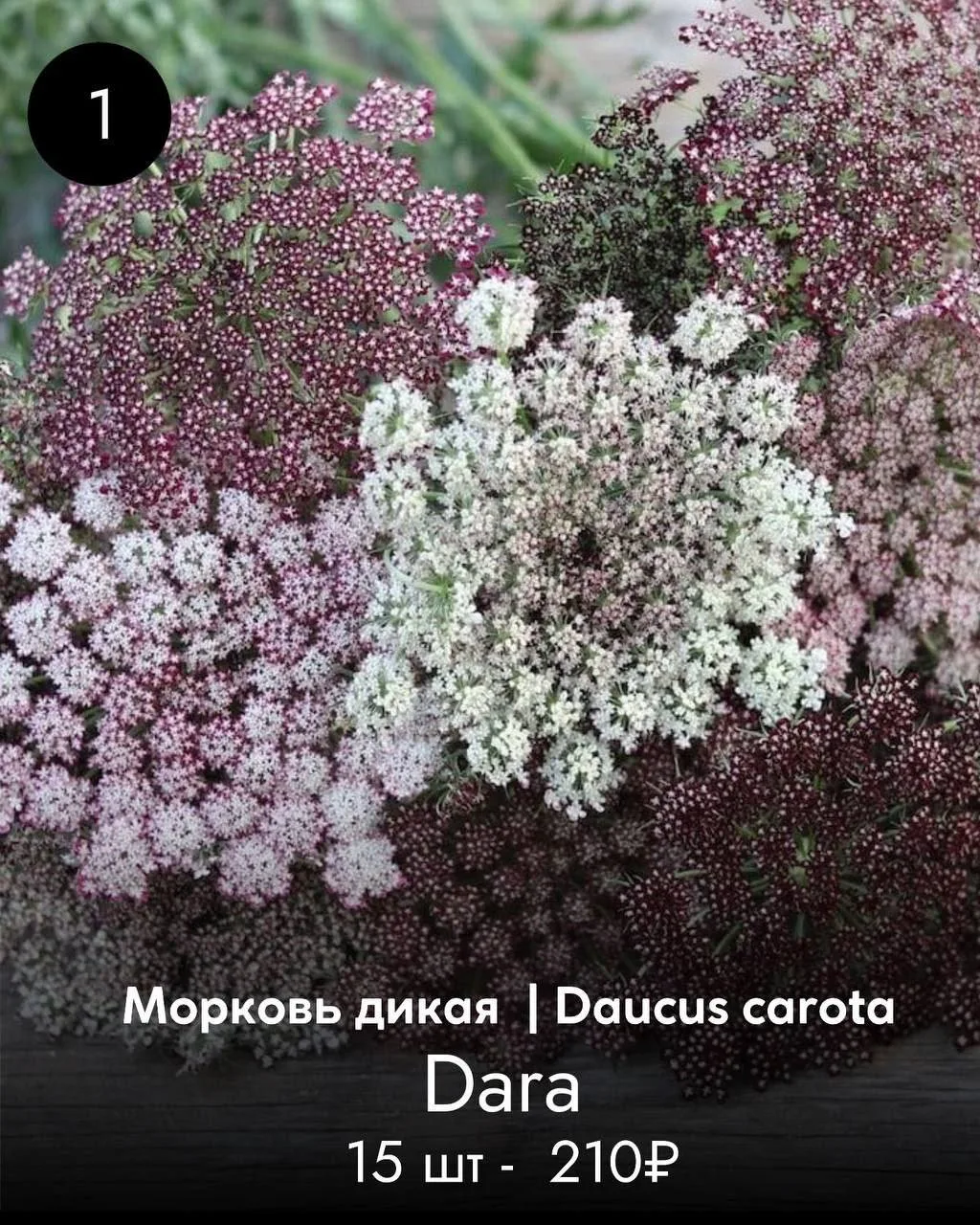 МОРКОВЬ ДИКАЯ
О/от 80 см

цена указана без учета скидки 20%

ЗАКАЗАТЬ