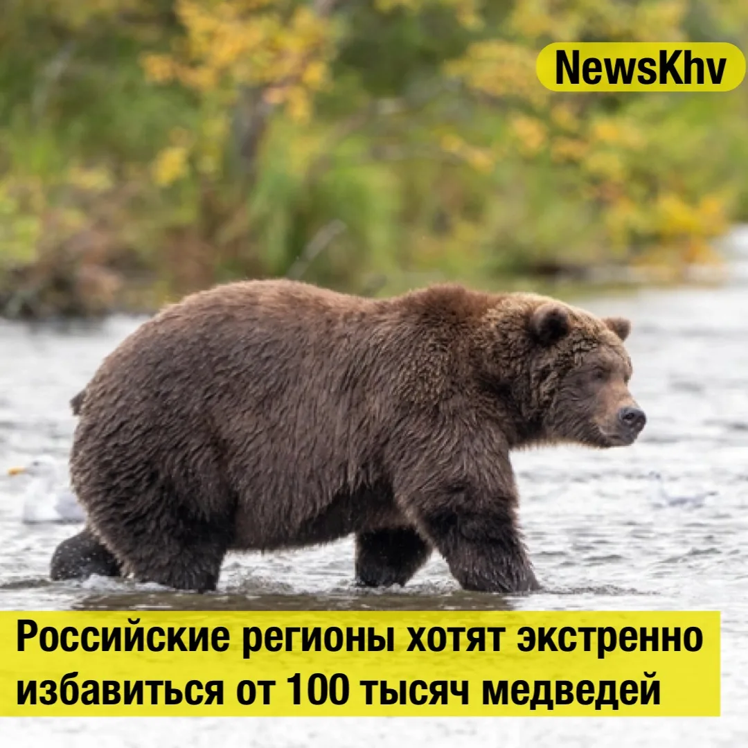 Российские регионы хотят экстренно избавиться от 100 тысяч медведей