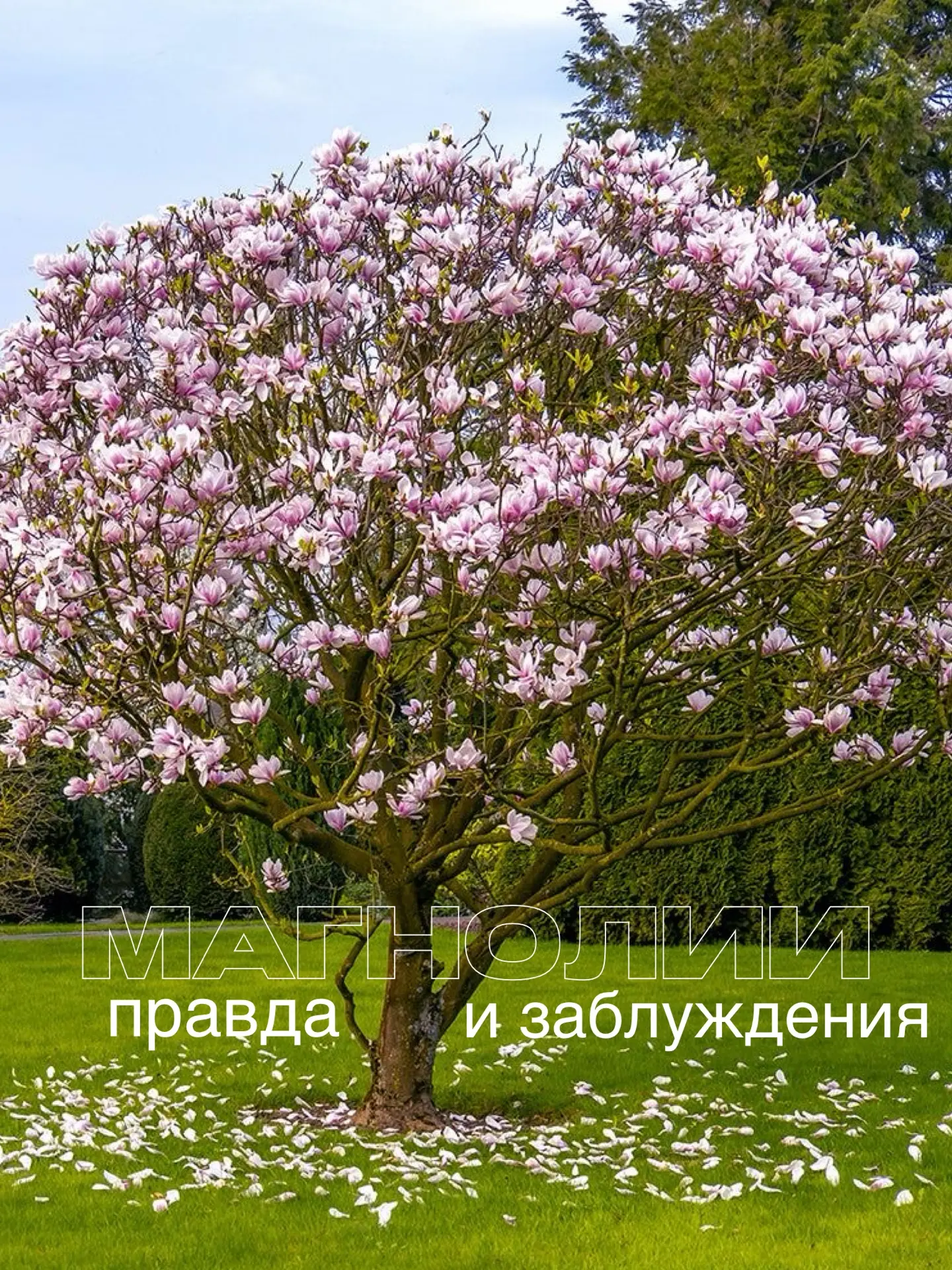 5 заблуждений о магнолии и почему вы зря её боитесь!   Середина зимы и самое время вспомнить о самых