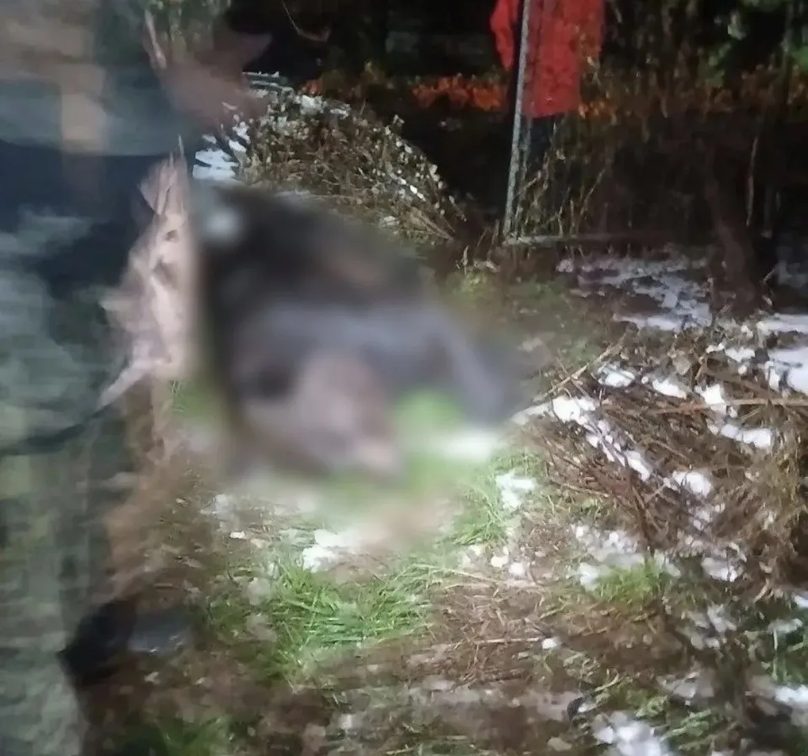 На Чукотке медведь напал на оленевода. Это уже второе зафиксированное нападение на чело...