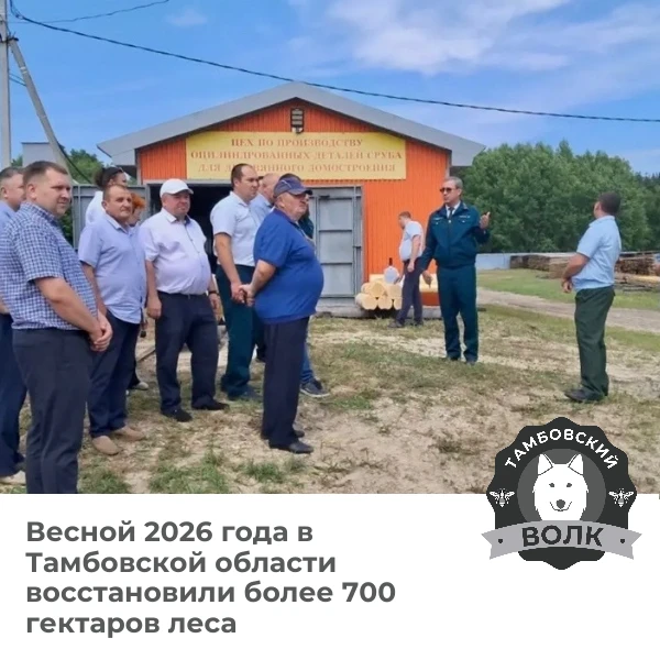 🌳 Более 700 гектаров леса восстановили в Тамбовской области