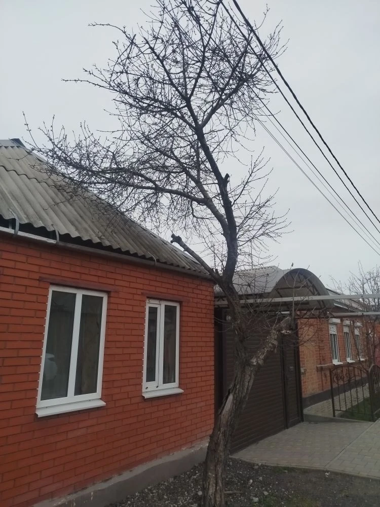 🌳  Работы выполнены! Вчера: