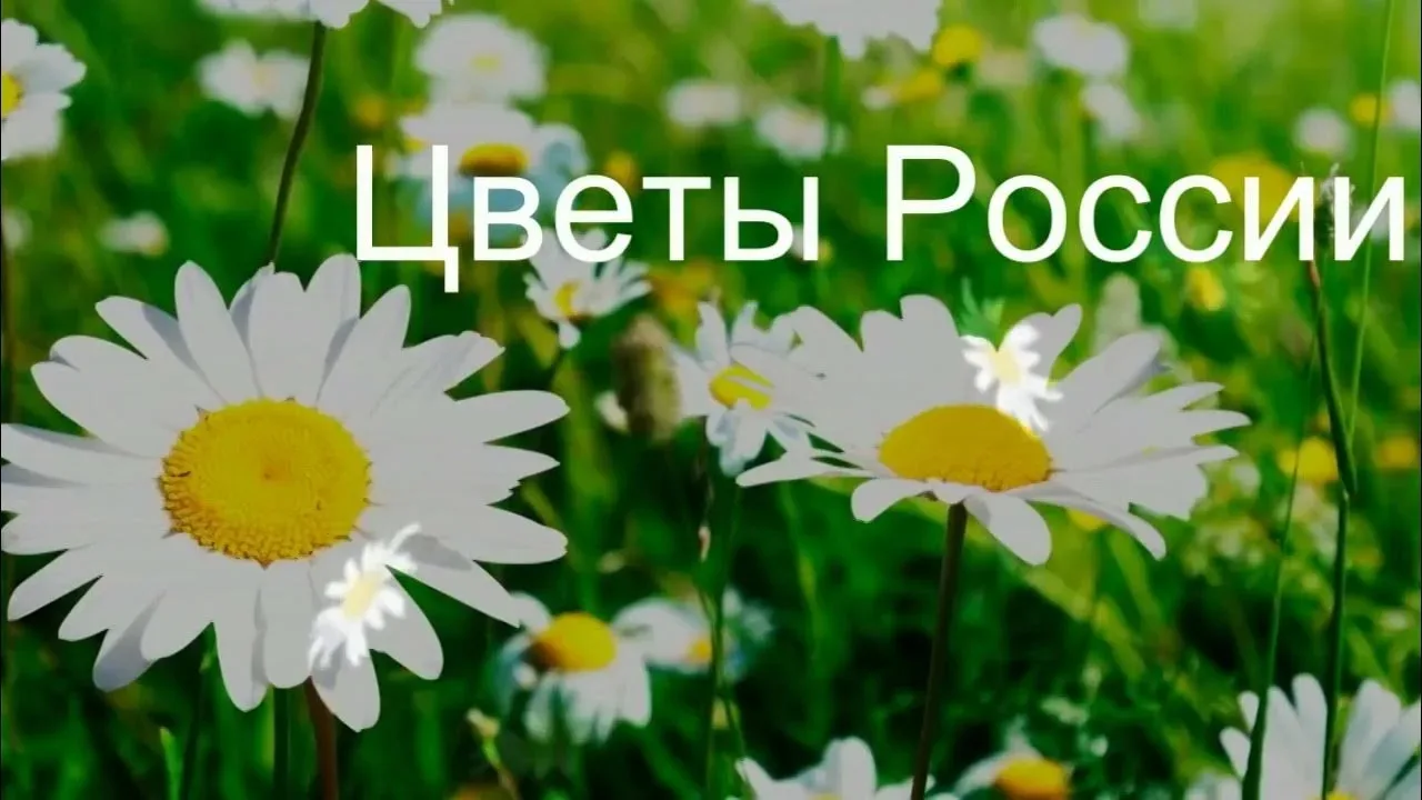 В нашем детском саду был проведён ряд мероприятий в рамках Всероссийской акции "#Родино...