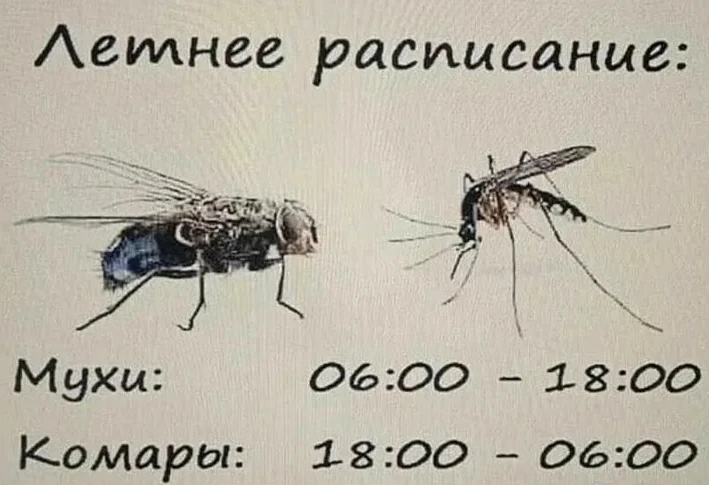 Этой весной в России ожидается нашествие комаров   Да-да, тех самых, которые делают наши вечера на п