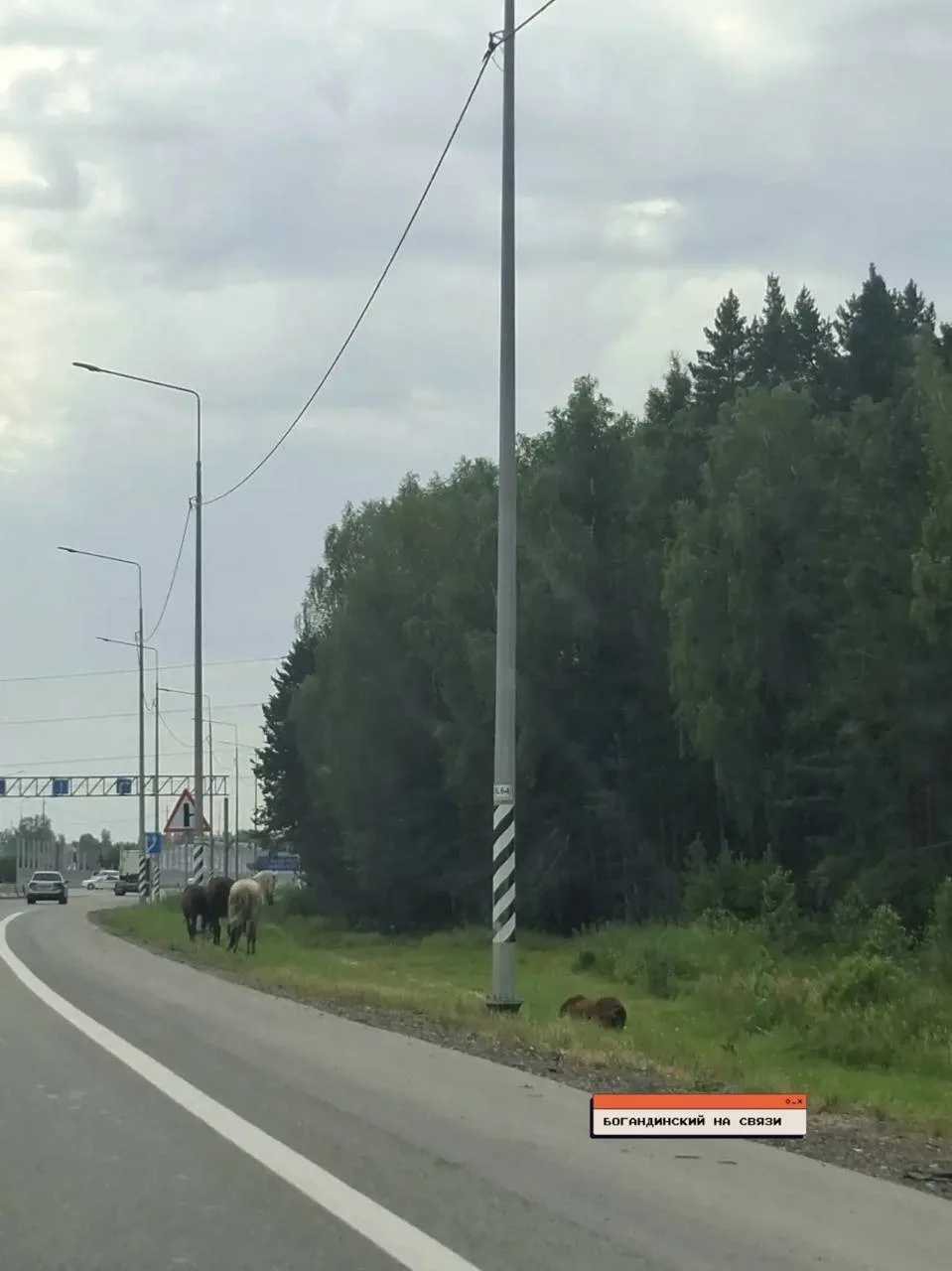 🐎 Табун лошадей вновь заметили у въезда в Богандинский
