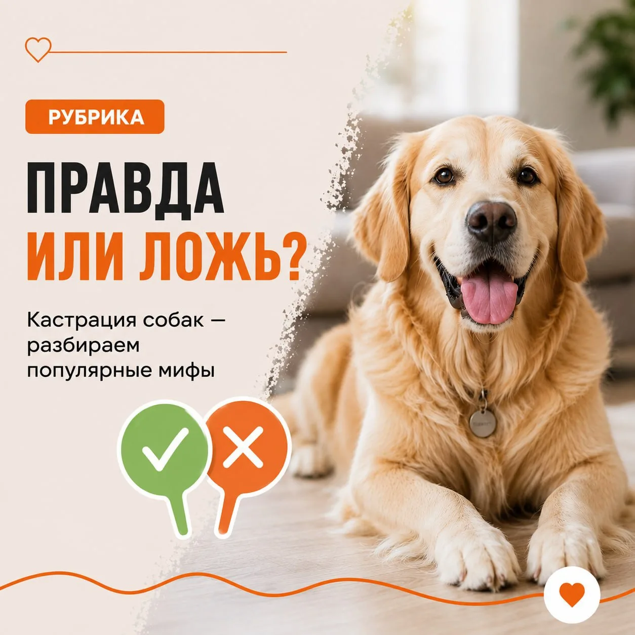 🐾 Рубрика «Правда или ложь?»: Кастрация собак — разбираем популярные мифы