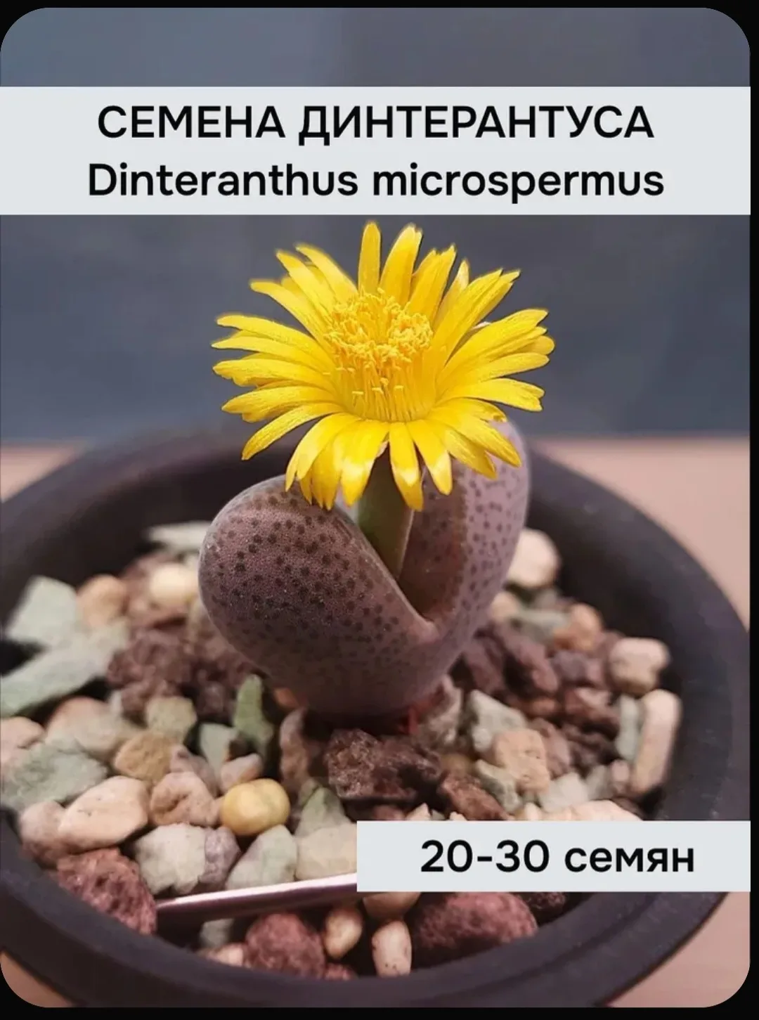 Для Калининграда и области. Семена литопсов теперь можно купить и на ОЗОН.
