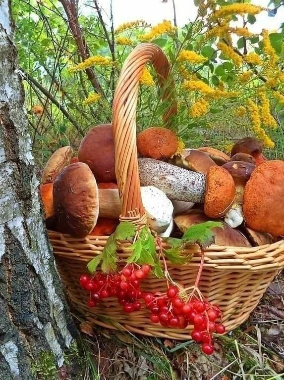 Выходные дни пошли с полной корзинкой 🍄‍🟫