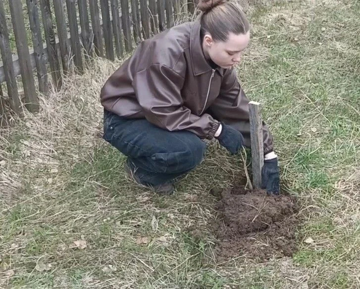 Учащиеся 8 «А» класса приняли участие в важной патриотической акции. Мы высадили 18 мол...