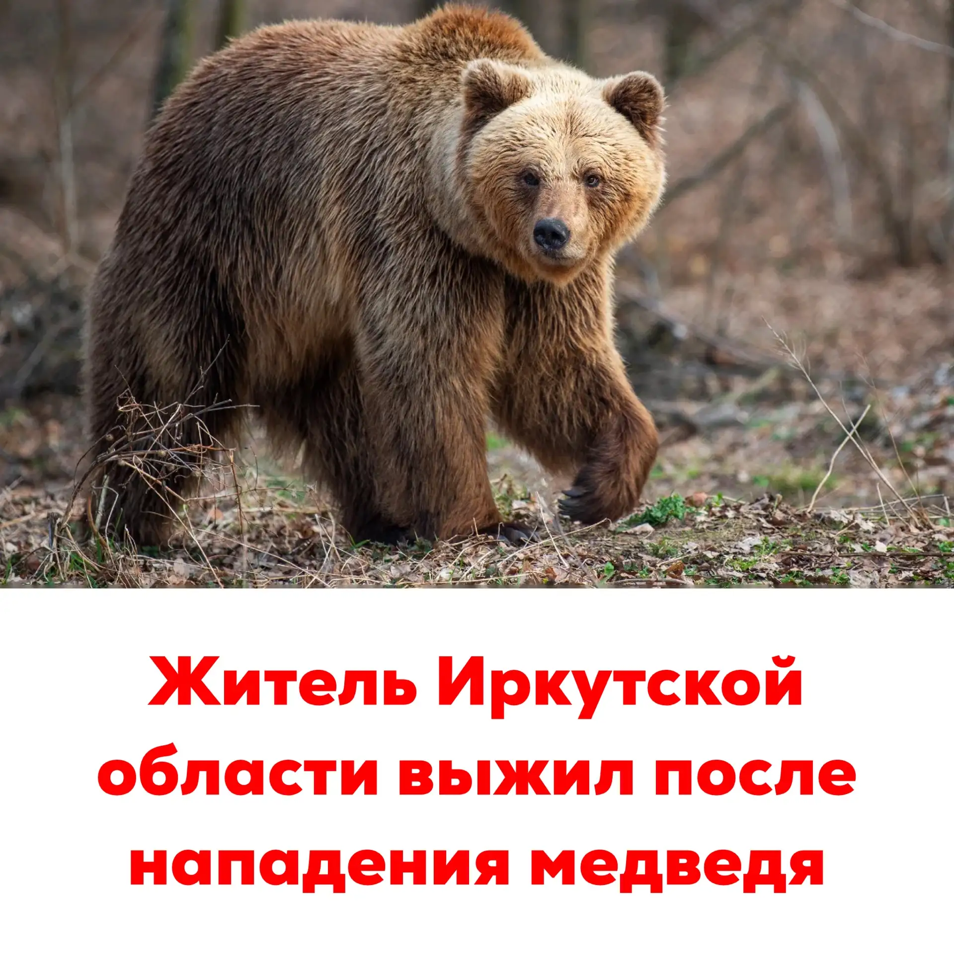 🛑Житель Иркутской области выжил после нападения медведя