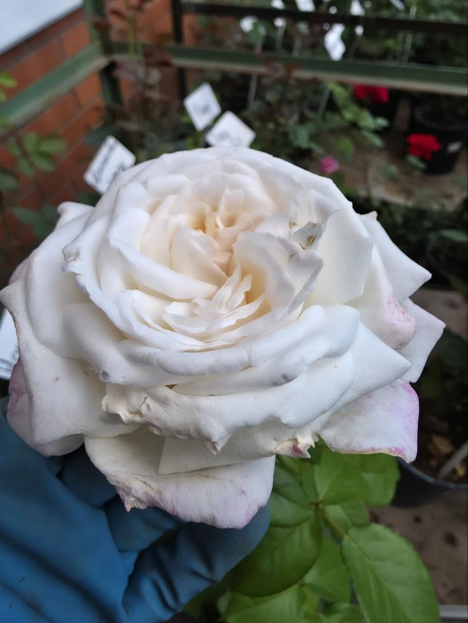 Роза чайно-гибридная Пьер Ардити (Ломоносов)🤍

Цена: 1000 рублей.