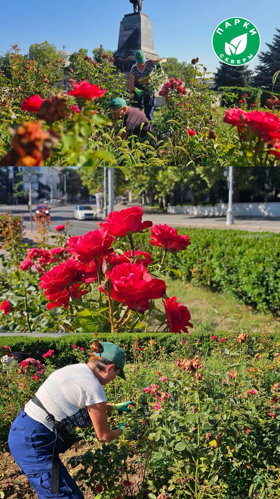 🌹 Специалисты провели обрезку роз на площади Нахимова

На площади Нахимова специалисты выполнили пл