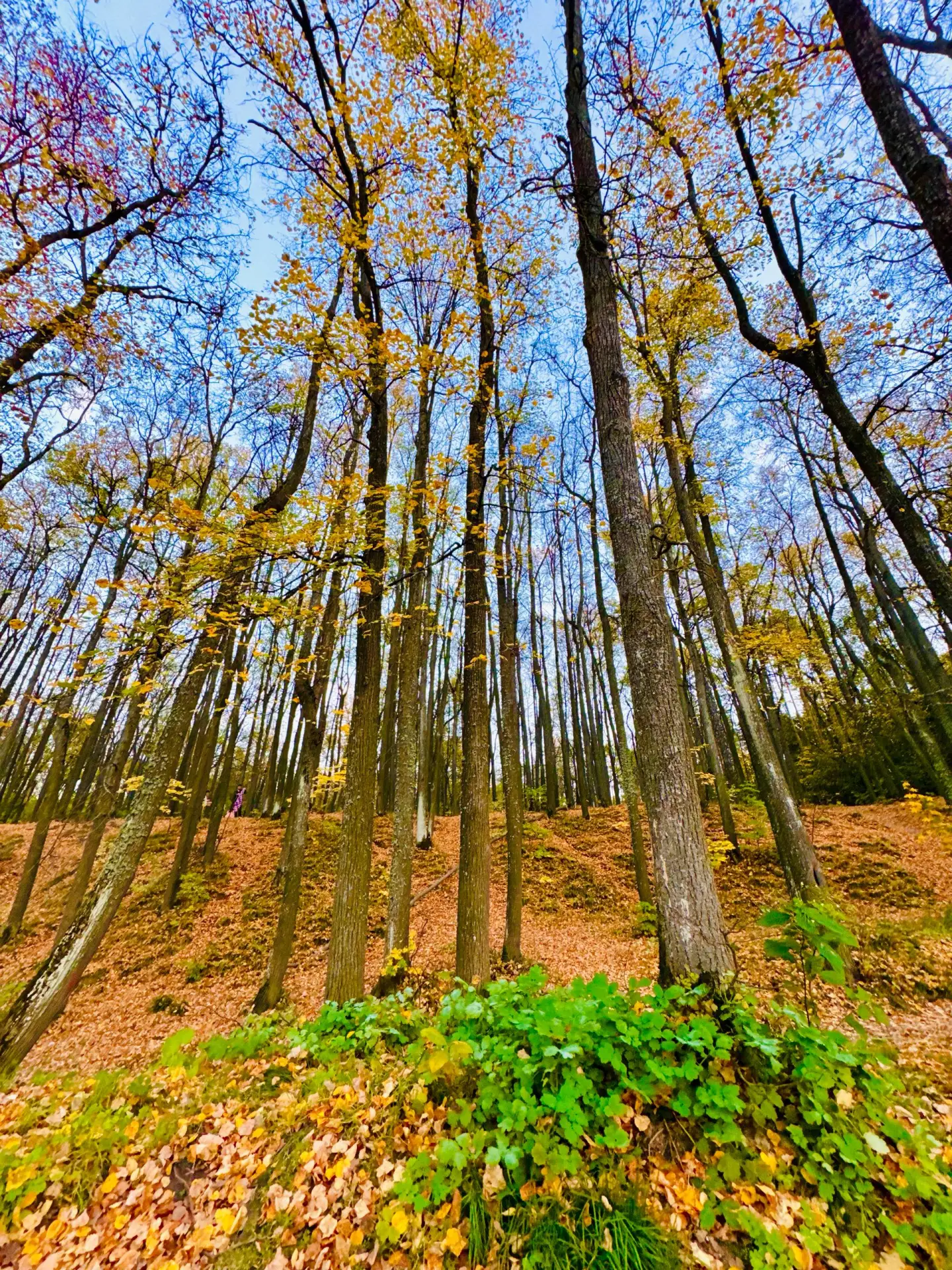 🍂 Осень в Казани
