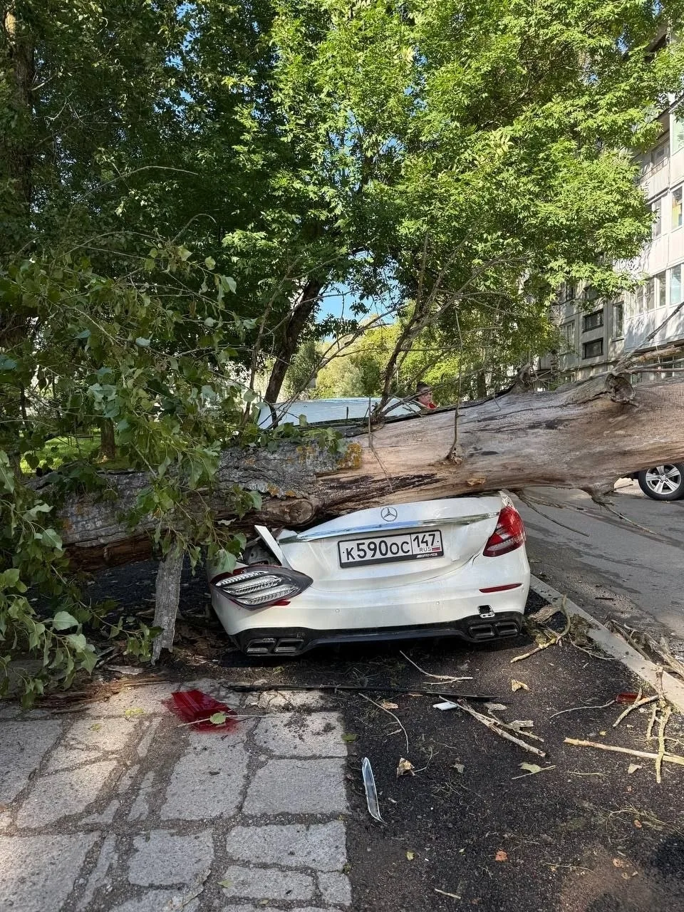 В Сосновом Бору, у дома 26 на Солнечной улице белый мерседес погиб под тополем.