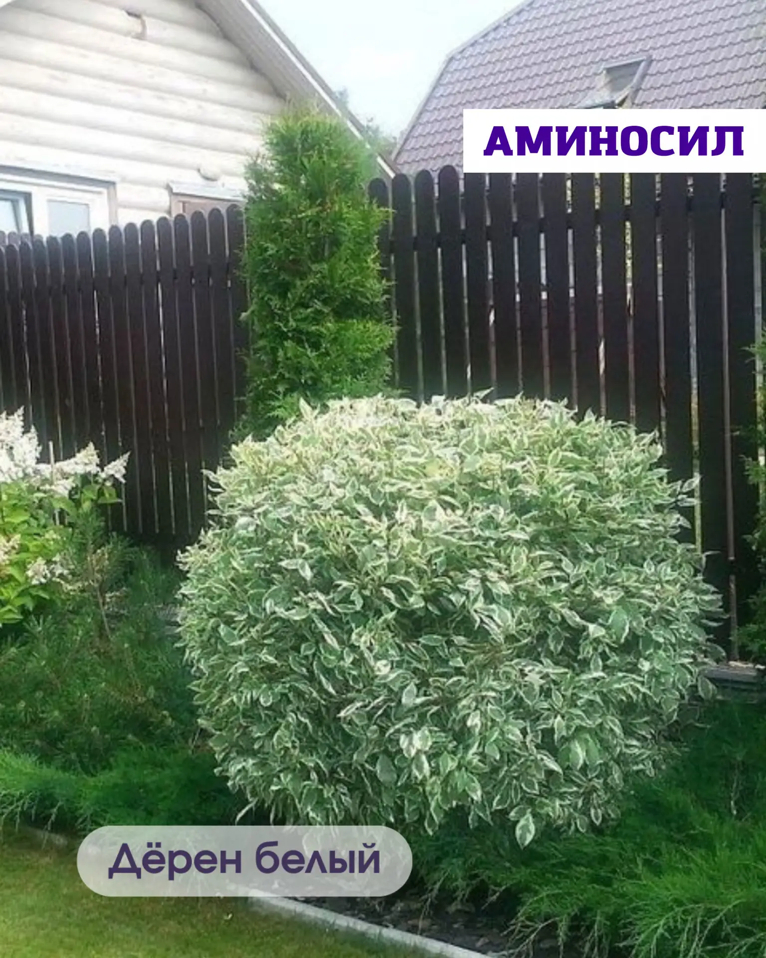 🌿 5 неприхотливых кустарников, которые мгновенно преобразят ваш сад  Хотите, чтобы участок выглядел 