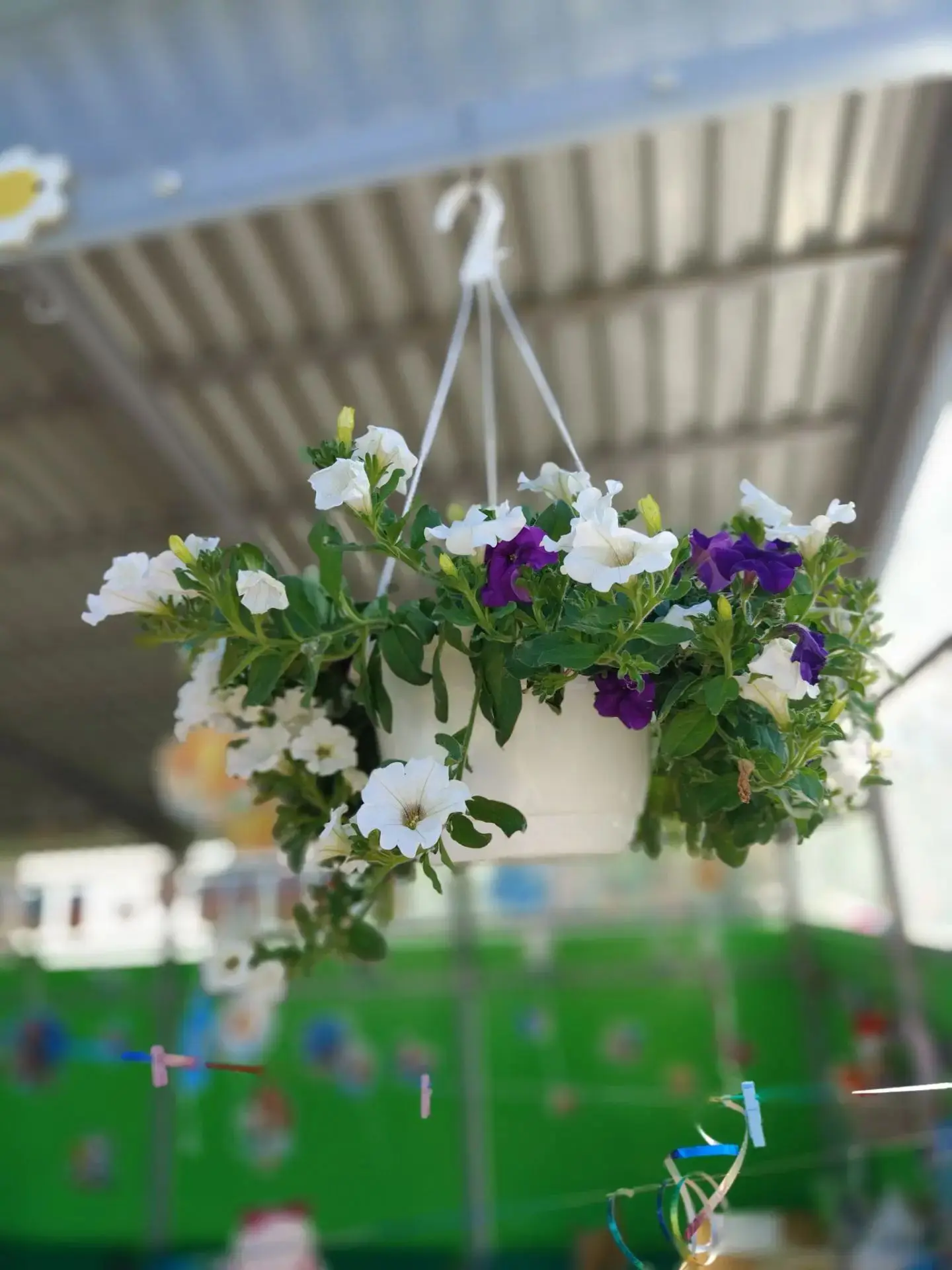 🌷 Мало что может соперничать с красотой цветущих растений на нашем участке! В "Колокол...
