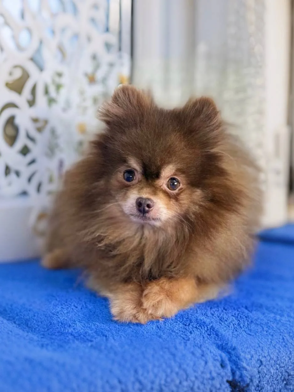 Ищет дом спокойный и мудрый Кулик, приезжайте в Домик Мелкашей! 🐶✨  Москва и МО  Меня зовут Кулик 🐾,