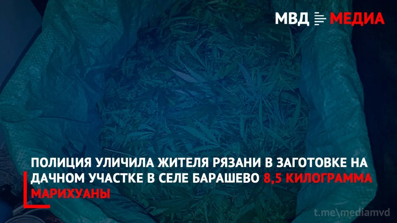 🚨 Рязанец вырастил 8,5 кг марихуаны на даче в Барашево