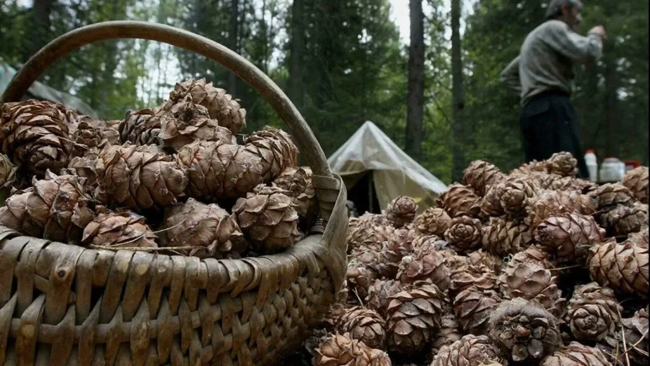 🌰 Сбор кедровых шишек — свои правила!