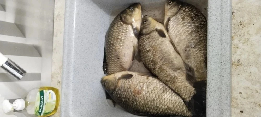 🎣 Щука вдоль волны, замороженный жук и «умная» кормушка: рыбакам рассказали главные секреты июня  На
