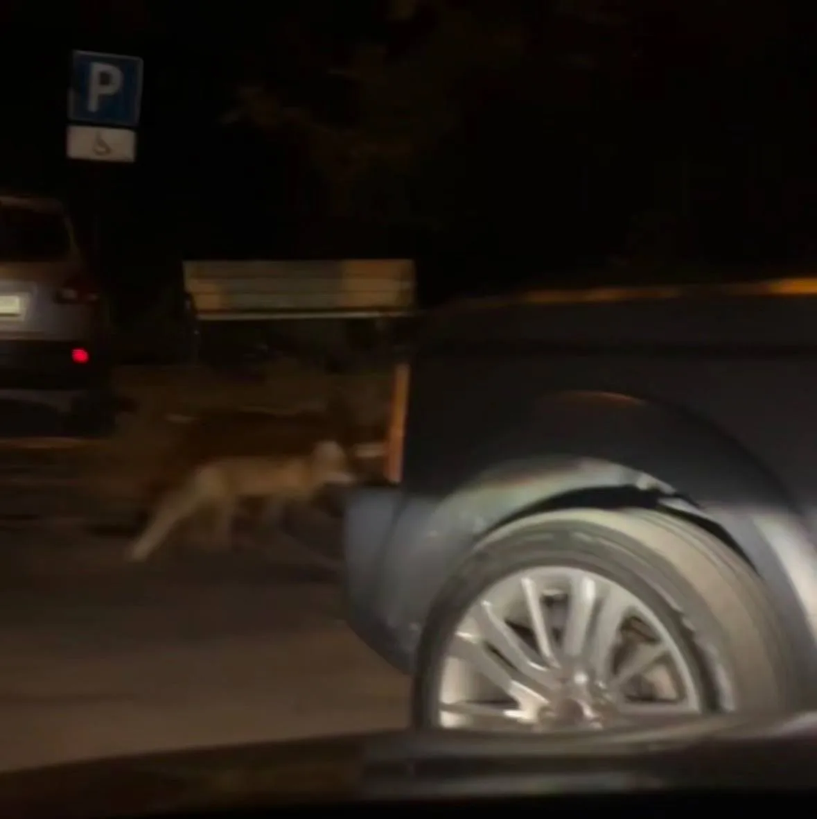 Две лисички бегали по Троицку ночью. Часто их замечаете у нас?) 🦊