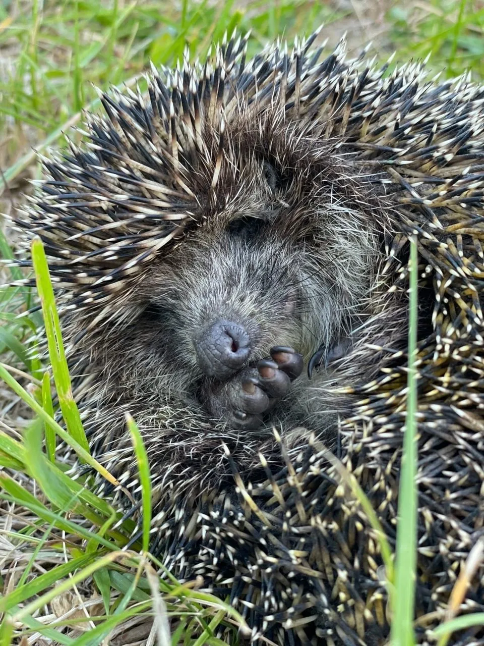 🦔 Еж? Не трожь!

Ревдинцы массово делятся видео и фото симпатичных ежиков, встреченных в городе, их